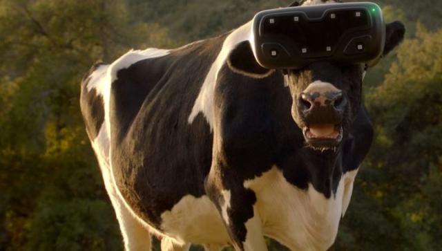 VR眼镜能帮助奶牛放松心情